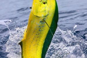 virginia beach fishing 1 20200828